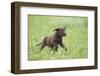 Labrador retrievers, chocolate brown, puppy, meadow, frontal, run-David & Micha Sheldon-Framed Photographic Print