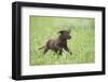 Labrador retrievers, chocolate brown, puppy, meadow, frontal, run-David & Micha Sheldon-Framed Photographic Print