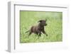 Labrador retrievers, chocolate brown, puppy, meadow, frontal, run-David & Micha Sheldon-Framed Photographic Print