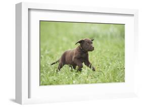 Labrador retrievers, chocolate brown, puppy, meadow, frontal, run-David & Micha Sheldon-Framed Photographic Print