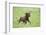 Labrador retrievers, chocolate brown, puppy, meadow, frontal, run-David & Micha Sheldon-Framed Photographic Print