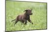 Labrador retrievers, chocolate brown, puppy, meadow, frontal, run-David & Micha Sheldon-Mounted Photographic Print