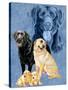 Labrador Retrievers-Barbara Keith-Stretched Canvas