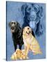 Labrador Retrievers-Barbara Keith-Stretched Canvas