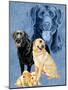 Labrador Retrievers-Barbara Keith-Mounted Giclee Print