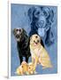 Labrador Retrievers-Barbara Keith-Framed Giclee Print