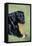 Labrador, Sitting Down, with Chew-null-Framed Stretched Canvas