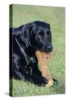 Labrador, Sitting Down, with Chew-null-Stretched Canvas