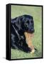 Labrador, Sitting Down, with Chew-null-Framed Stretched Canvas