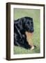 Labrador, Sitting Down, with Chew-null-Framed Photographic Print