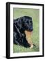 Labrador, Sitting Down, with Chew-null-Framed Photographic Print