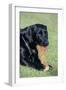 Labrador, Sitting Down, with Chew-null-Framed Photographic Print