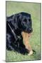 Labrador, Sitting Down, with Chew-null-Mounted Photographic Print