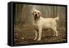 Labrador Standing in Woodland-null-Framed Stretched Canvas