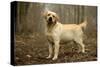 Labrador Standing in Woodland-null-Stretched Canvas