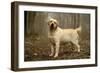 Labrador Standing in Woodland-null-Framed Photographic Print