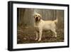 Labrador Standing in Woodland-null-Framed Photographic Print