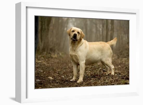 Labrador Standing in Woodland-null-Framed Photographic Print