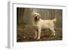 Labrador Standing in Woodland-null-Framed Photographic Print