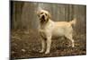 Labrador Standing in Woodland-null-Mounted Photographic Print