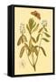 Labrador Tea-null-Framed Stretched Canvas