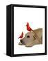 Labrador with Red Birds-Fab Funky-Framed Stretched Canvas