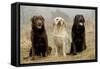 Labrador Yellow, Black and Chocolate-null-Framed Stretched Canvas