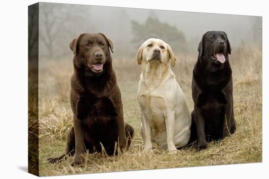 Labrador Yellow, Black and Chocolate-null-Stretched Canvas