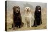 Labrador Yellow, Black and Chocolate-null-Stretched Canvas