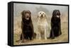 Labrador Yellow, Black and Chocolate-null-Framed Stretched Canvas