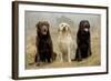 Labrador Yellow, Black and Chocolate-null-Framed Photographic Print
