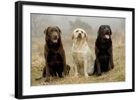 Labrador Yellow, Black and Chocolate-null-Framed Photographic Print