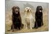 Labrador Yellow, Black and Chocolate-null-Mounted Photographic Print
