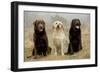Labrador Yellow, Black and Chocolate-null-Framed Photographic Print