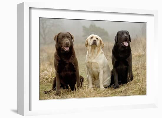 Labrador Yellow, Black and Chocolate-null-Framed Photographic Print