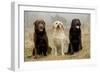 Labrador Yellow, Black and Chocolate-null-Framed Photographic Print