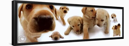 Labrador-null-Framed Poster