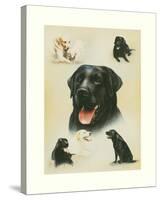 Labrador-Libero Patrignani-Stretched Canvas