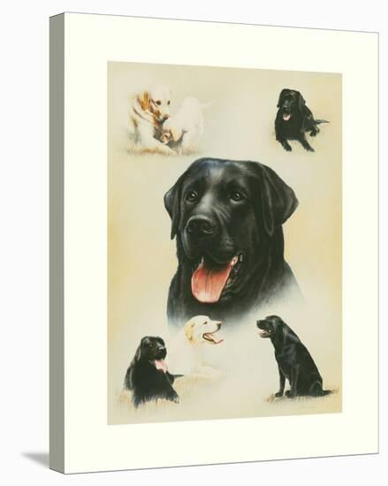 Labrador-Libero Patrignani-Stretched Canvas