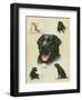 Labrador-Libero Patrignani-Framed Art Print