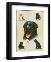 Labrador-Libero Patrignani-Framed Art Print