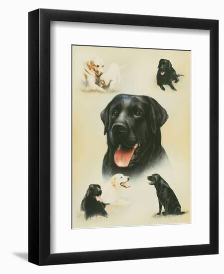 Labrador-Libero Patrignani-Framed Art Print