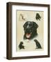 Labrador-Libero Patrignani-Framed Art Print