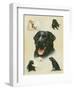 Labrador-Libero Patrignani-Framed Art Print