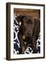 Labrador-Karyn Millet-Framed Photographic Print