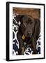 Labrador-Karyn Millet-Framed Photographic Print