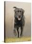 Labrador-John Silver-Stretched Canvas