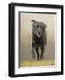 Labrador-John Silver-Framed Giclee Print