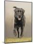 Labrador-John Silver-Mounted Giclee Print