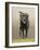 Labrador-John Silver-Framed Giclee Print